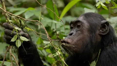 Apes Consuming a Daily Dose of One Lager Daily from Overripe Fruit, Study Reveals