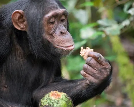 Chimpanzees Consume Everyday Ethanol Comparable to a Beer from Ripe Fruit